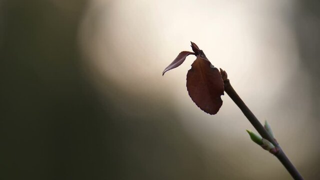 Single leaf on a twig.