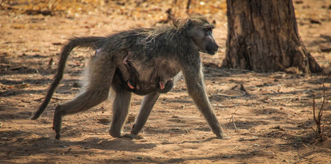 Baboon mother and baby in the grasslands, Africa