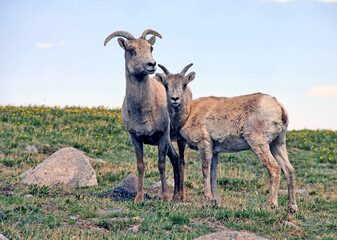 Naklejka na ściany i meble Rocky Mountain bighorn sheep near the summit of Mount Evans, Colorado