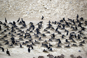 Fototapeta premium Point Lobos - Nesting Cormorants