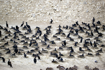 Point Lobos - Nesting Cormorants