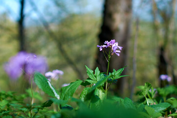 Summer landscape background with many beautiful flowers. Multicolored flowering summer meadow with red pink poppy flowers, blue cornflowers. Wild blossoms field.