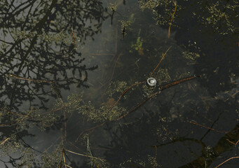 smth in the swamp 