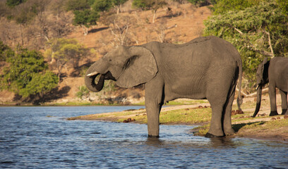 Large elephant drinking at the river in Africa