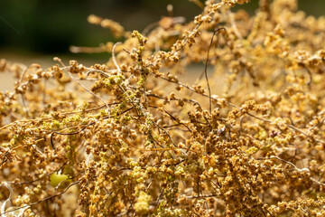 Oak pollen on the ground