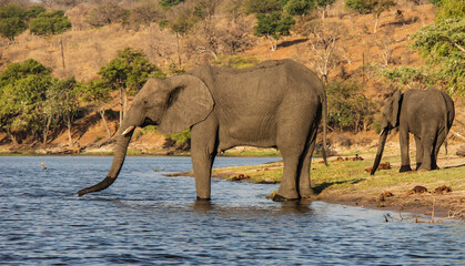Naklejka premium Elephant drinking in Chobe National Park, Botswana. Africa