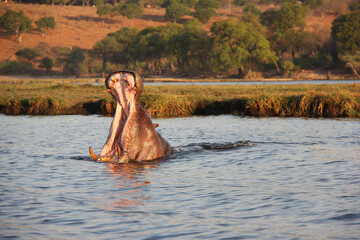 Fototapeta premium Hungry and Angry Hippopotamus in the river Africa