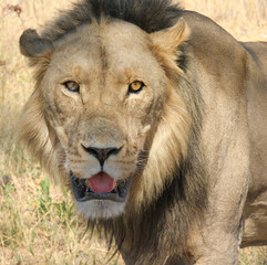 Huge male lion, Botswana