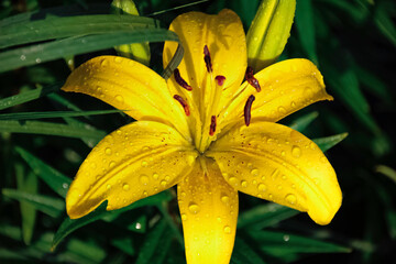 Asiatic Lily. Lilium Asiatic.