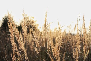 golden wheat field at sunset