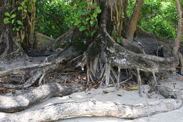 A tree growing on a sandy beach with a winding, crooked root on the surface of the earth.A tropical forest.Natural background