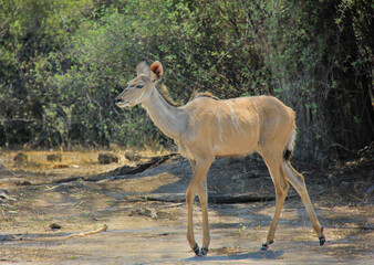 Beautiful Kudu  anteloupe walking on the plains of Botswana