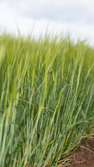 Barley crop (hordeum vulgare) out in ear
