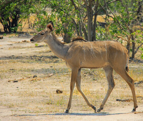 Beautiful Kudu  anteloupe walking on the plains of Botswana