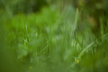 Grass sways in the wind. Green grass texture close up. Grass background. Swaying grass.