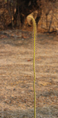lone weed on the grasslands in Africa
