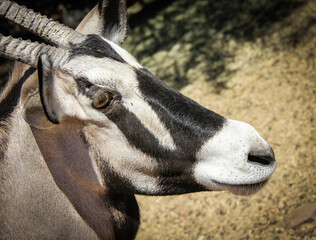 Black and White Oryx eye in Africa