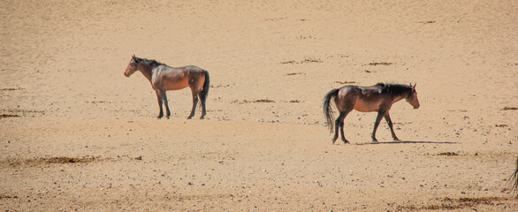 wild horses of Namibia