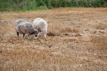 Obraz na płótnie Canvas Cute baby sheep over dry grass field. farm animal
