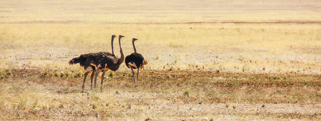 Ostriches in the savannah, namibia