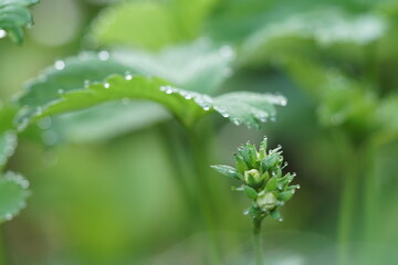 Blühende Erdbeerpflanze nach Regen