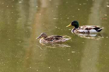 Mallard duck in early spring morning in Ramat Gan park. Israel.