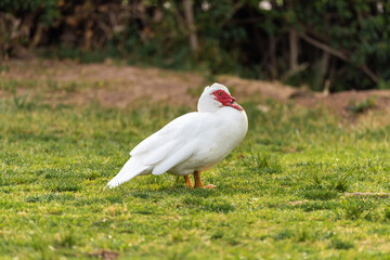 Naklejka na ściany i meble Muscovy duck ( Carina moschata ) in early spring morning in Ramat Gan park. Israel.