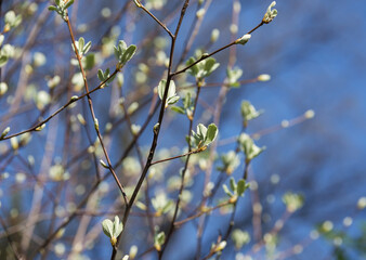 Branches of a tree with delicate light green leaves on a blurred background