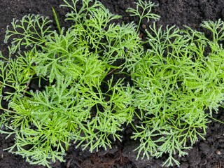 green dill fennel young sprouts or seedling with a morning dew
