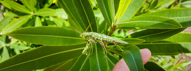 Blepharopsis Mendica Thistle Mantis Flower Mantis