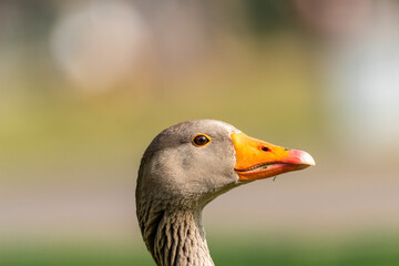 Greylag goose ( Anser anser ) in early spring morning on the lake in Ramat Gan park. Israel.