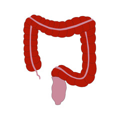 Large intestine or colon colored vector image on human body for education of anatomy and digestive system disease.