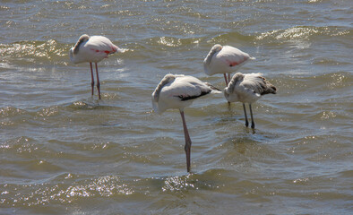 Namibian flamingos at the Atlantic Ocean