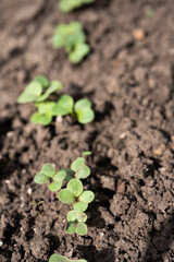 Close up small reddish sprouts growing in the soil. Home gardening concept. Zero waste agriculture. Vertical orientation 