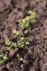 watercress sprouts growing in the soil. Home gardening concept. Zero waste agriculture. Vertical orientation 