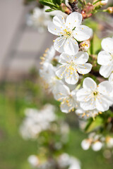 Close up apple tree blooming. Spring blossom. Vertical 