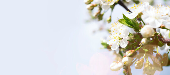 Close up cherry tree blooming banner. Copy space. Spring time wallpaper. 