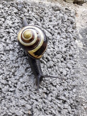snail on the road