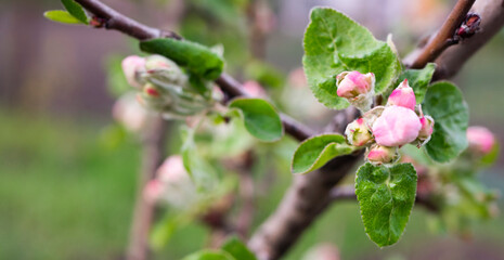 Obraz na płótnie Canvas Close up apple tree blooming. Spring blossom banner