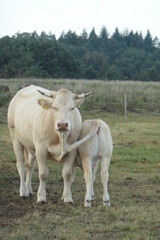 Naklejka na ściany i meble A white cow with her calf in the meadow. Calf drinks from the cow.
