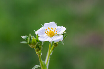 The forest berry is in bloom. 