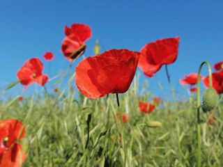 Closeup of common poppy (Papaver rhoeas)  in green grass. Blue sky in the background. Common names are corn, field, Flanders or red poppy and corn rose