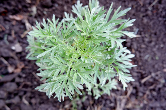 A green-silver bush of wormwood. A plant growing in the ground. Fresh medicinal herb.