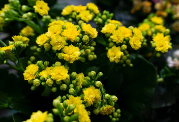 Beautiful greens growing on with yellow flowers, flower pots for interior decoration in the house