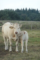 A white cow with her calf in the meadow. Calf drinks from the cow.