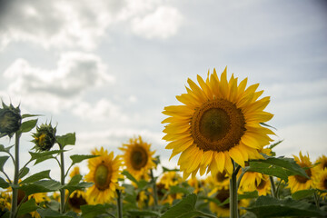 yellow sunflowers in cloudy weather in the field
