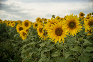 yellow sunflowers in cloudy weather in the field