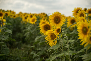 yellow sunflowers in cloudy weather in the field
