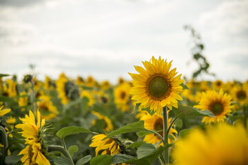 Fototapeta premium yellow sunflowers in cloudy weather in the field
