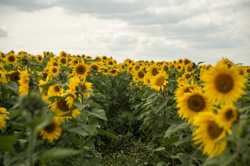 yellow sunflowers in cloudy weather in the field